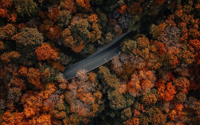 Aerial View of a Forest During Fall